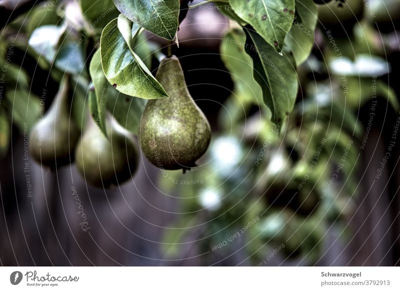 Mr. von Ribbeck on Ribbeck in Havelland Pear pear tree Fruit Nutrition Green Food naturally Delicious Colour photo Tree