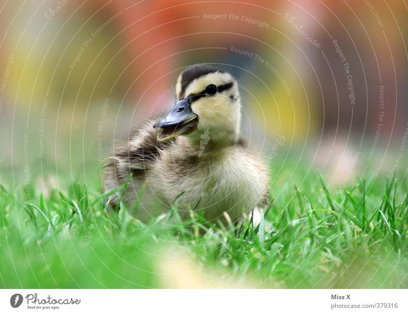 sweet thing Grass Pond Animal Bird 1 Baby animal Small Cute Chick Duck Curiosity Beak chatter Waddle Quack Colour photo Multicoloured Exterior shot Close-up