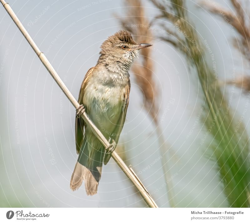 Reed Warbler in the Reed reed warbler Animal face Eyes Acrocephalus scirpaceus Beak Grand piano Plumed Feather Bird Wild animal Nature Common Reed Lakeside