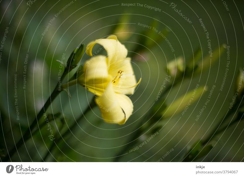 bright yellow lily blossom Colour photo Garden Exterior shot Yellow Blossoming Close-up Shallow depth of field Lile Lilac blossom Summer Green pretty Plant