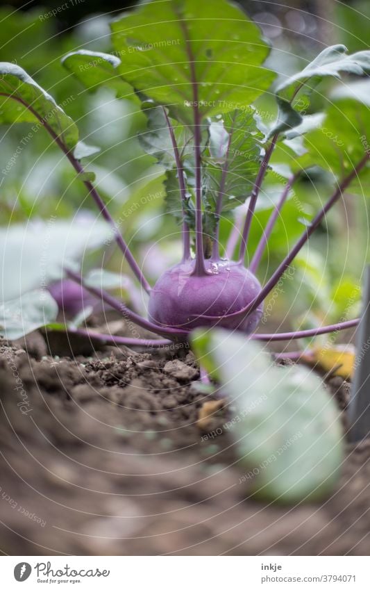 purple kohlrabi Colour photo Close-up Shallow depth of field Kohlrabi Garden Harvest Growth Fresh organic Exterior shot Plant Green Deserted naturally Vegetable