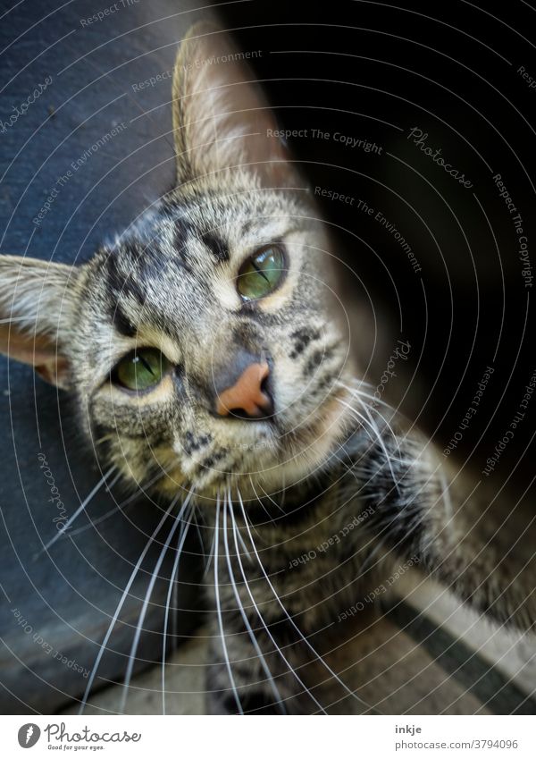 cross-eyed cat Colour photo Cat kitten cat face animal portrait Close-up Squint Playing inquisitorial Cute Pet Domestic cat Looking Love of animals Whisker