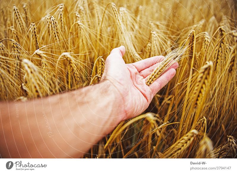 Food Grain in a field Hand harvest season food products Nutrition Field Grain field Mature Harvest peasant Agriculture feel