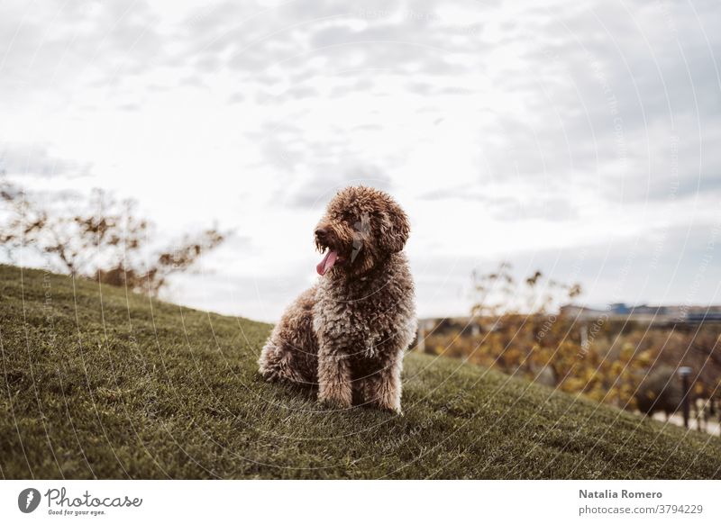 A beautiful Spanish water dog sitting on the meadow in a cloudy day in Madrid. The brown dog is looking at something while enjoying the day in the park. Pets outdoors