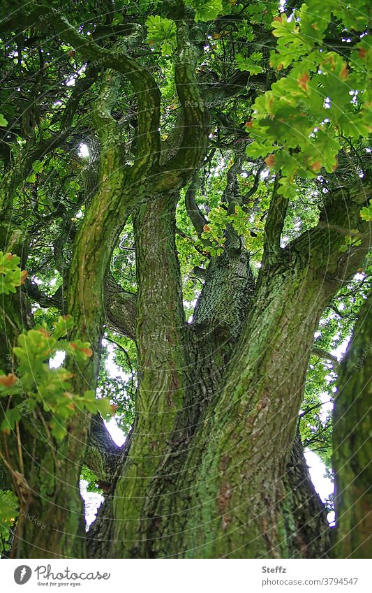 Old oak Oak tree old oak tree old tree Tree trunk ancient Force Protection tree aged Weathered Deciduous tree Tree bark oak leaves The power of nature constant