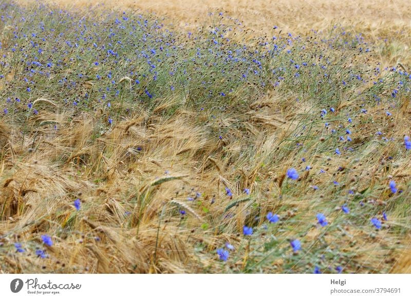 Colour combination | Cornflowers bloom in the barley field Cornfield Barleyfield Grain blossom Agriculture Summer wax Field Nature Grain field Ear of corn