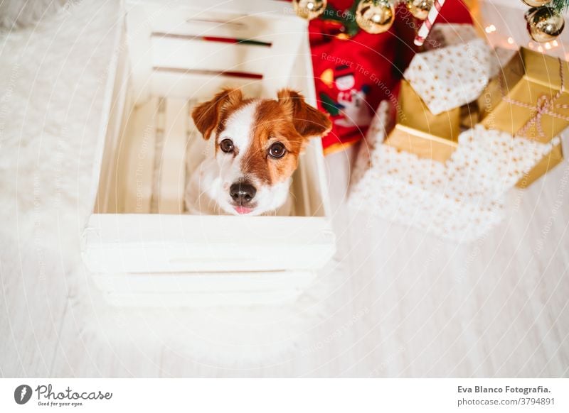 cute jack russell dog into a box at home by the christmas tree gift adoption indoor pet studio red santa present beautiful adorable lovely nobody merry animal