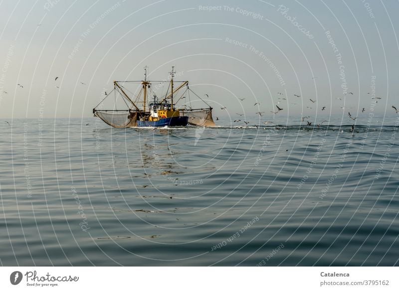 A crab cutter on the North Sea with spread out nets pulls a flock of  seagulls behind it - a Royalty Free Stock Photo from Photocase
