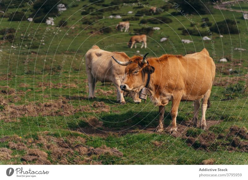 Aubrac cattle grazing on lush pasture aubrac cow graze animal farmland livestock mammal zoology red meadow field nature rural countryside domestic herd