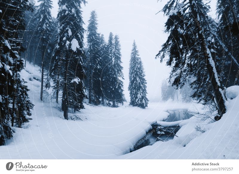 Foggy winter forest and river landscape snow fog cold spruce nature wild tranquil water tree woods woodland coniferous environment weather stream season scenery