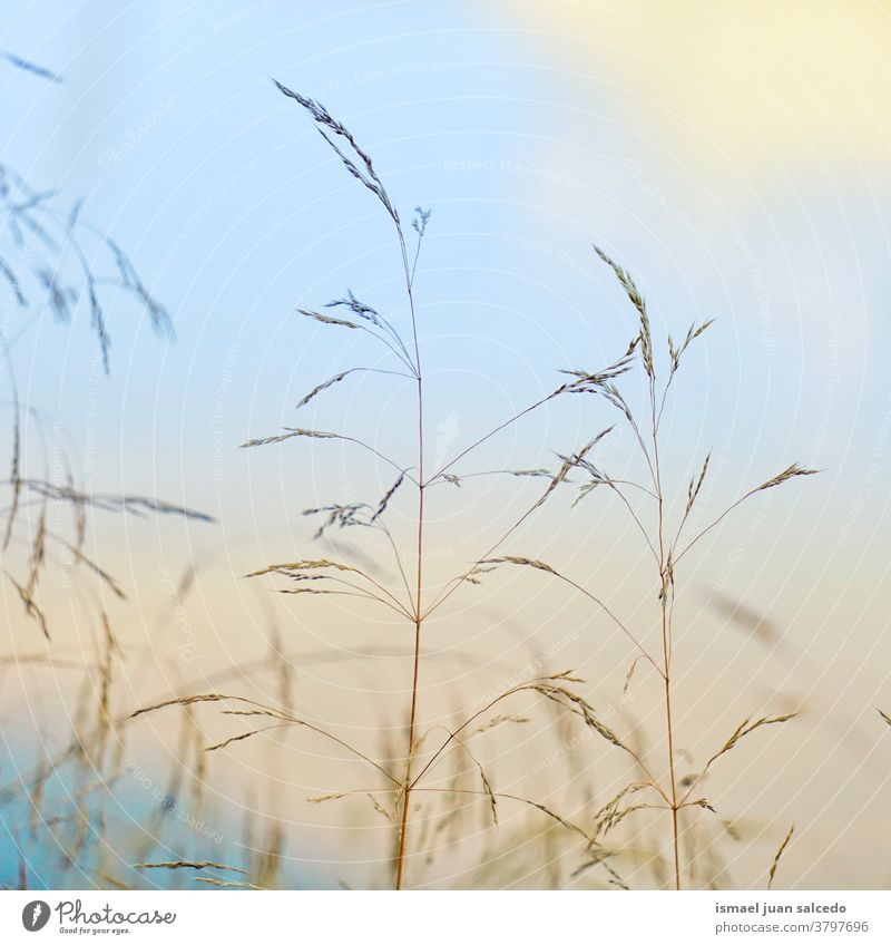 dry plant and sunset in the nature in autumn season, autumn colors plants flowers garden silhouette sky Multicoloured Dry dry plants Autumnal seasons