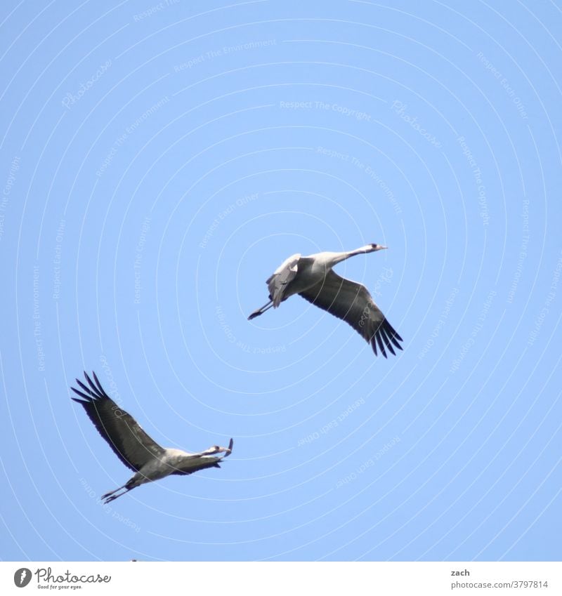 return flight Bird Animal Sky Nature Environment Blue 2 two birds Flying Crane Cranes in the sky Grand piano