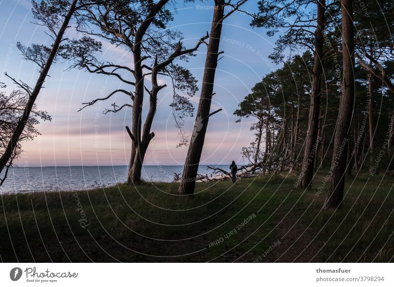 Twilight at a western beach of the Baltic Sea with pines formed by the wind, beach sea and lonely woman Ocean Nature Vacation & Travel Landscape Sky coast Beach