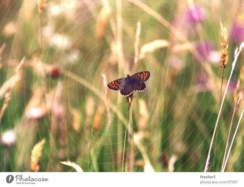 little butterfly Butterfly Grass Transport papillon