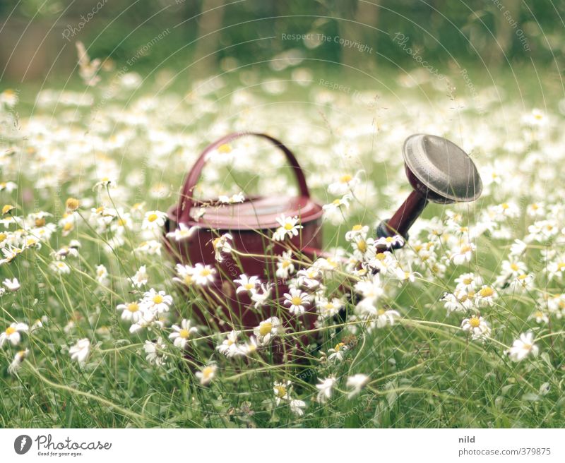 Red jug on green ground Leisure and hobbies Gardening Gardener Environment Nature Plant Summer Beautiful weather Flower Grass Marguerite Cast Watering can