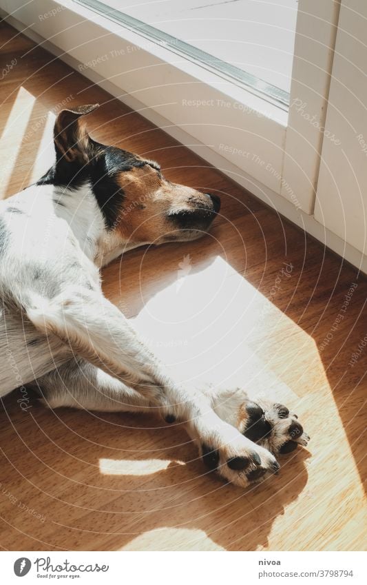 Jack Russell basks Jack Russell terrier jack russell Sunbathing Dog Lie Sleep Window Terrier Animal Pet White Cute intelligent 1 Looking Purebred owner Brown