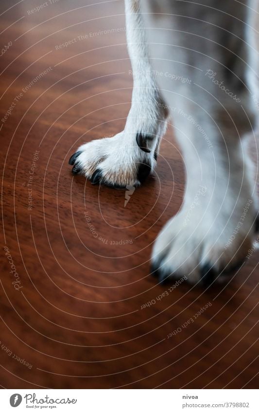 Dog Paw Drawing Royalty-Free Images, Stock Photos & Pictures