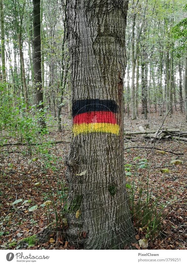 German Forest Tree Tree trunk Autumn Nature Exterior shot Deserted Landscape Germany, flag, forest clearing, foliage
