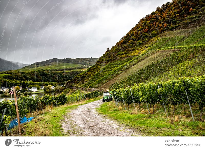 wine and reading Autumnal Seasons Forest Clouds Mountain Environment Trip Vacation & Travel Hiking Nature Exterior shot Vineyard Landscape Sky Colour photo vine