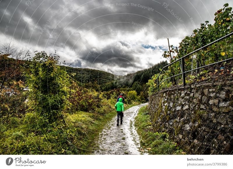 Wine Hiking Lanes & trails Hunsrück Moselle valley Wine growing Rhineland-Palatinate Mosel (wine-growing area) vine Vineyard Bunch of grapes Landscape Mountain