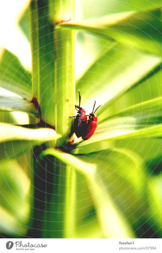 inflagranti #2 Red Green Leaf Stalk Propagation Insect Beetle depth blur