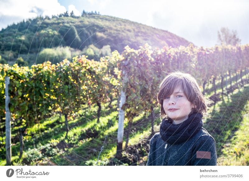 Wine Hiking Lanes & trails Hunsrück Moselle valley Wine growing Rhineland-Palatinate Mosel (wine-growing area) vine Vineyard Bunch of grapes Landscape Mountain