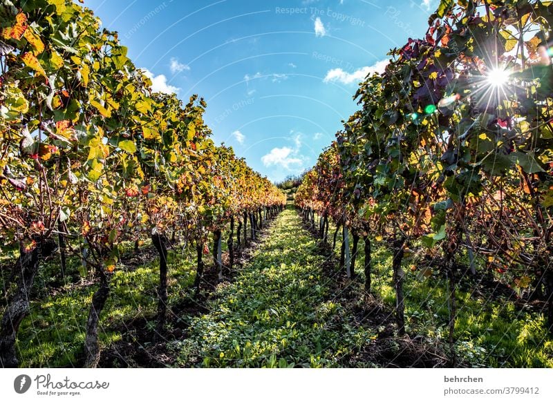 sunshine wine Sunbeam Autumn leaves Green Agriculture Mountain Clouds Environment Beautiful weather Trip Nature Landscape Exterior shot Vine Bunch of grapes