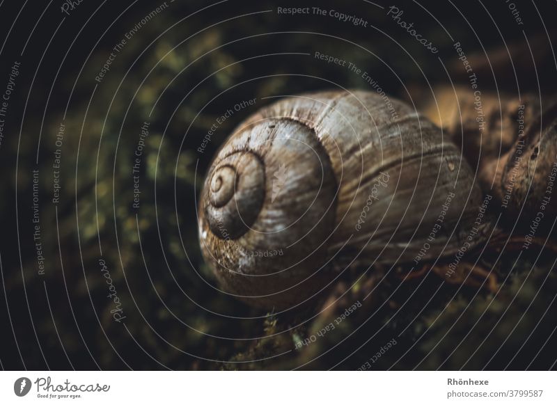 A snail shell lies on a tree trunk Snail shell Nature Macro (Extreme close-up) Exterior shot Colour photo Close-up Deserted Shallow depth of field ribbed Life