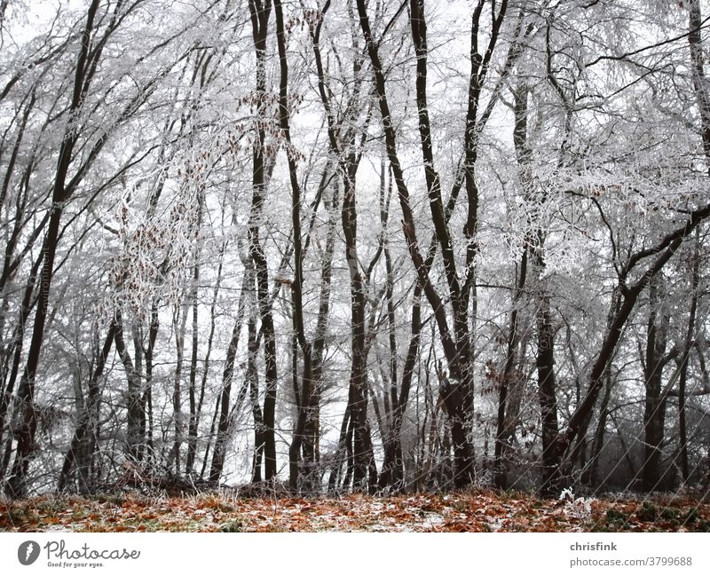 Forest with icy trees and foliage Winter Snow Ice Autumn Mature trunk Twig Leaf Cold chill Christmas lockdown Sky