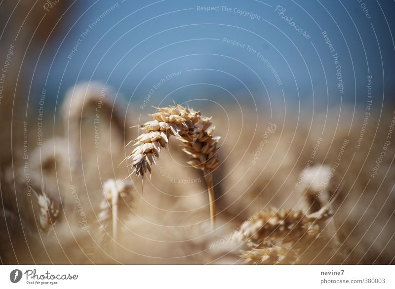 summer wheat Environment Nature Summer Plant Wheat Rye Grain Growth Harvest agriculture Colour photo Exterior shot Close-up Detail Deserted Copy Space top Day