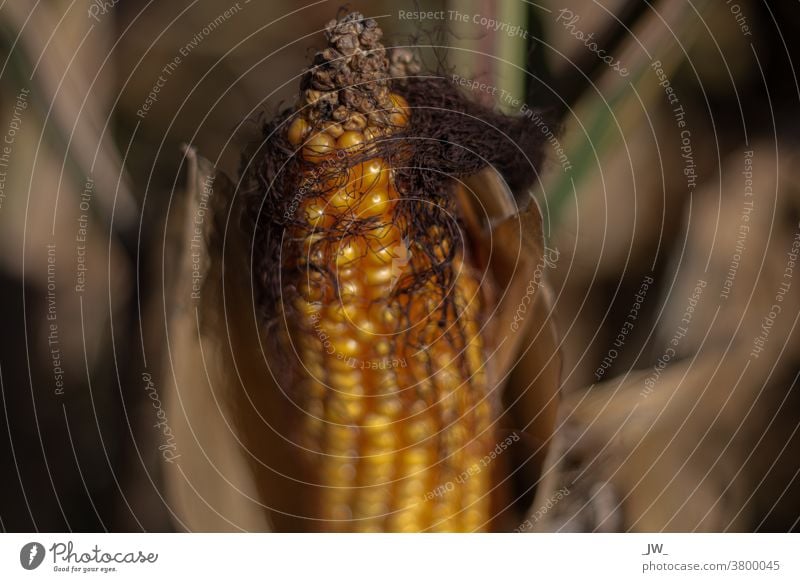 Corn on the cob with gentle sharpening Corn cob Yellow Autumn Autumnal colours Colour photo Exterior shot Nature Gold Brown Early fall