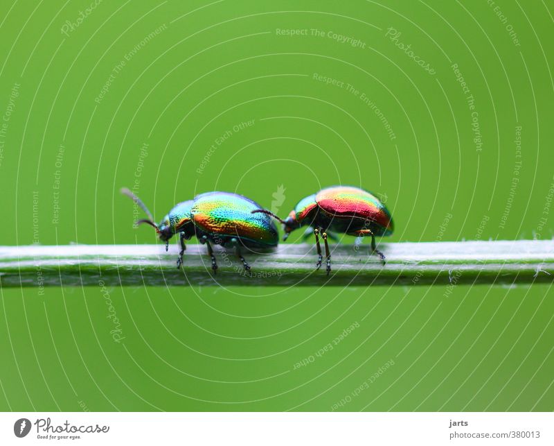 ...one after the other... Animal Wild animal Beetle 2 Going Crouch Nature Multicoloured Checkered beetle Activate Sequence Colour photo Exterior shot Close-up