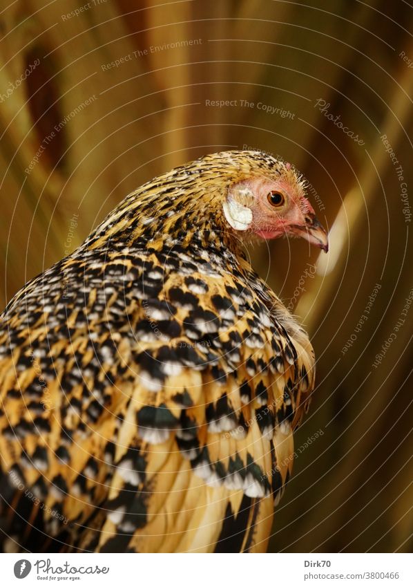 Portrait of a pet chicken Bird hen portrait Animal portrait Profile Rear view shallow depth of field selective focus selective sharpness plumage Pattern