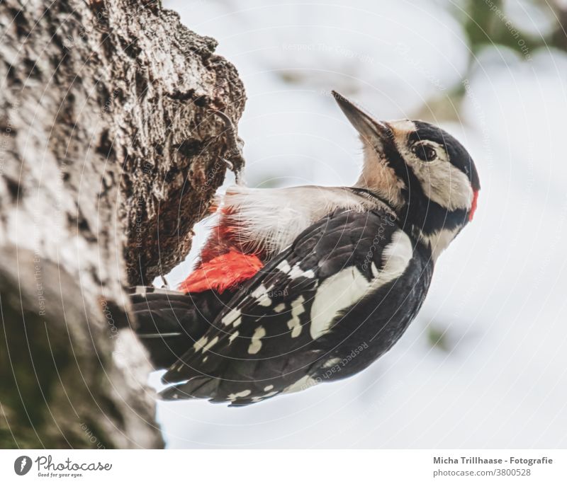 Great spotted woodpecker on tree trunk Spotted woodpecker Dendrocopos major Woodpecker Animal face Eyes Beak Head Grand piano Claw Plumed Feather Bird