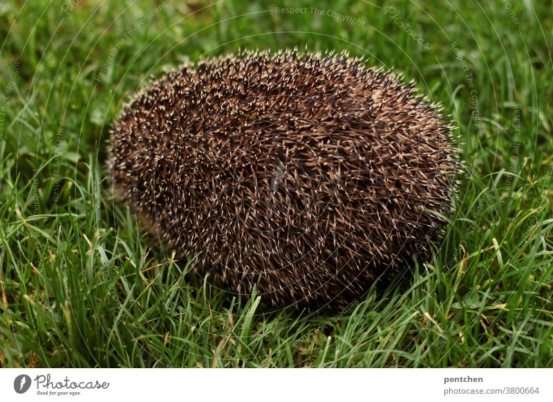 A hedgehog sits curled up in a meadow, so that only the spines are visible naturally Brown Mammal Grass Green Autumn Cute Meadow Thorny Nature Animal prickles