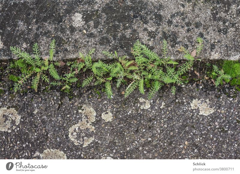 Delicate green appears after a long dry spell between concrete and asphalt Close-up bird's eye view plants Fine Concrete Asphalt Bird's-eye view Lichen Bog
