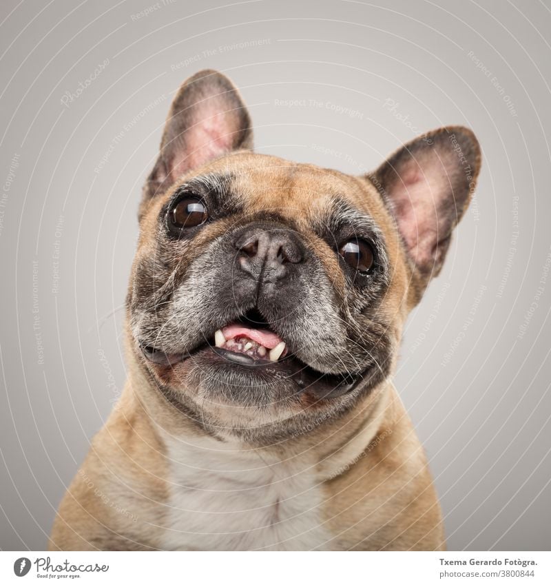 Studio portrait of an expressive French Bulldog dog against neutral background snout tongue pug purebred domestic mammal wrinkled pedigreed friend studio cute