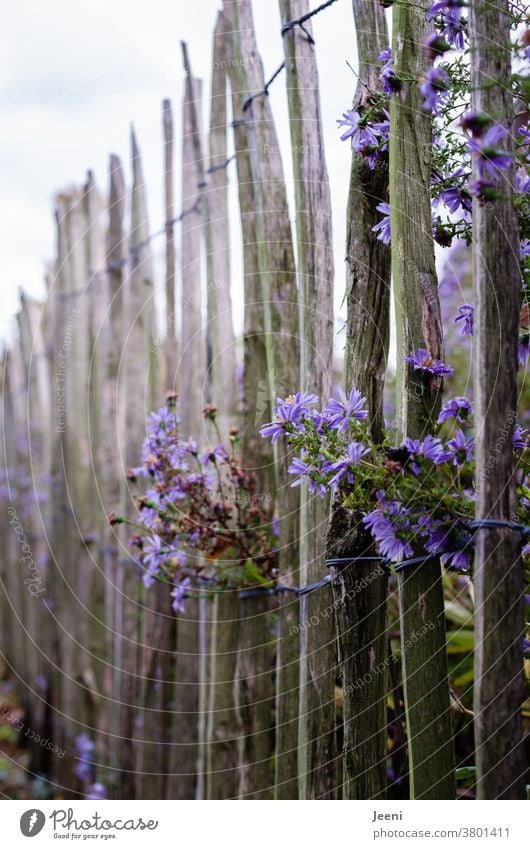 Picket fence with purple Herbstaster paling fence Aster Violet Autumn Flower Blossom Garden Garden fence blossom Fence background book cover Park romantic
