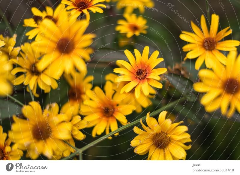 Summer flower / autumn flower shines in the colours yellow and orange in the garden Yellow Flower Plant Autumn Nature Rudbeckia Blossom Garden