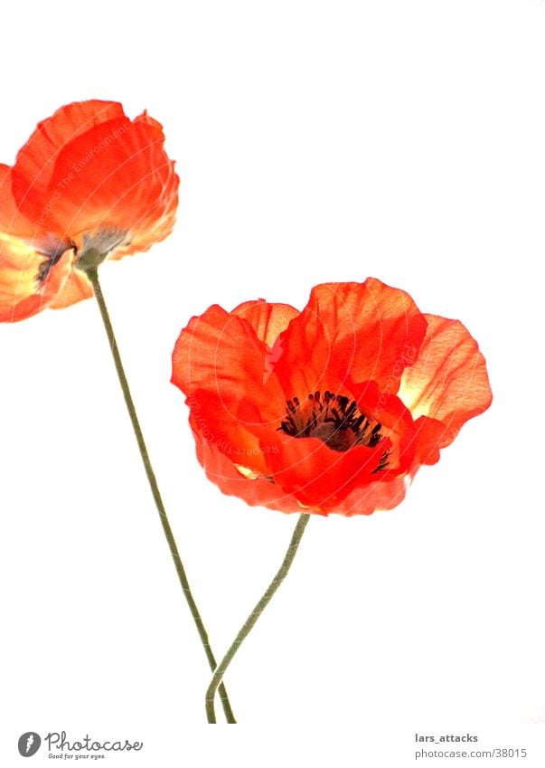 artificial poppy Flower Poppy Orange Still Life Macro (Extreme close-up) Artificial flowers Nature Isolated Image Profound Feeble Decoration plant