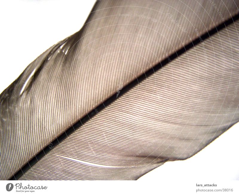 feather lines Transparent Brown Feather Bird Line Detail Flying natr