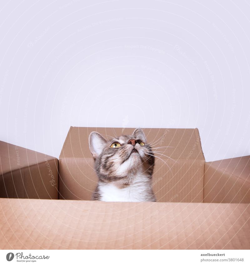 cat in cardboard box looking up to copy space pet animal carton curious cute feline domestic kitten sitting kitty curiosity young tabby funny adorable gray grey