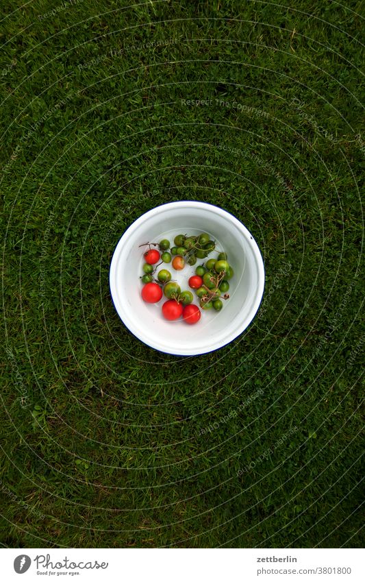 Tomatoes in a bowl on a meadow Garden Grass allotment Garden allotments Deserted Nature Lawn tranquillity Garden plot Summer Copy Space Depth of field Meadow