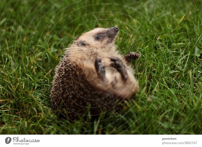 A hedgehog lies on his back in the grass Hedgehog Wild animal Kick about Lie Meadow Grass cute Back Needy prickles Animal Cute Mammal Brown Small Autumn