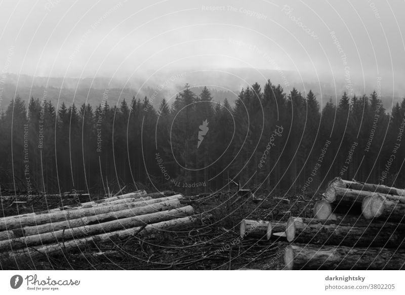 Forestry in a low mountain range in South Westphalia after damage by bark beetles forest Exterior shot Tree Nature Deserted Environment Tree trunk Logging