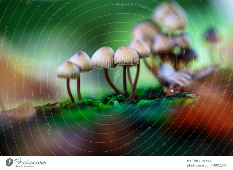 mushrooms go mushrooming Forest Woodground Forest atmosphere Detail Close-up Exterior shot Colour Colour photo Cute naturally Growth Thin Galerina Wild plant