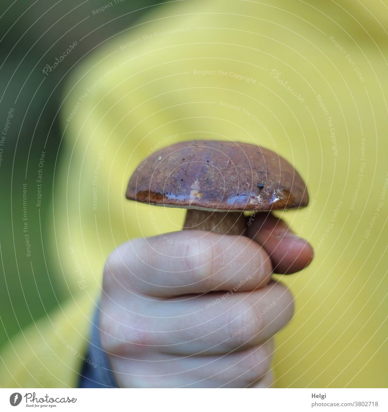 Mushroom found - Child in yellow jacket holding a chestnut tree in his hand Cep edible mushroom Edible Delicious Hand Fingers To hold on stop Jacket Yellow