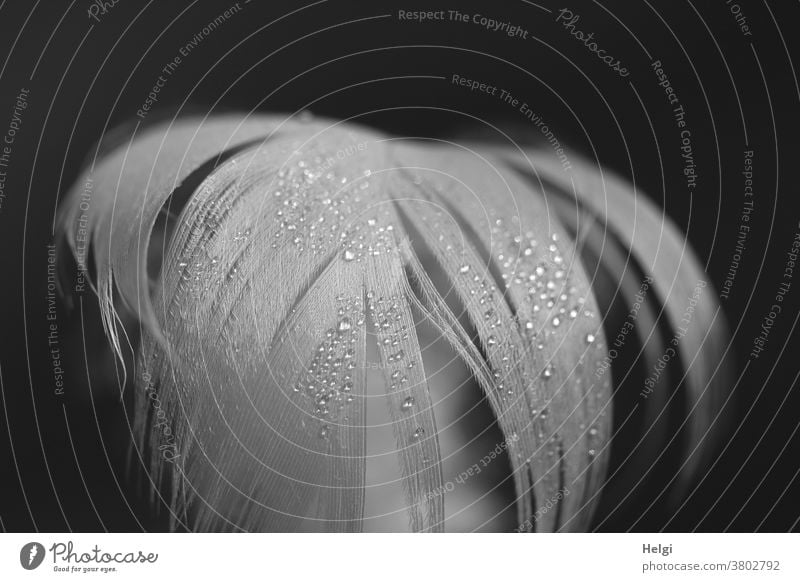 Light as a feather - black and white photo of two white feathers with water  droplets - a Royalty Free Stock Photo from Photocase