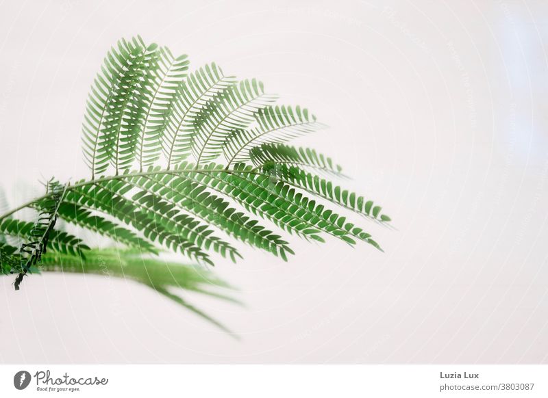 Silk Tree Branch With Delicate Fronds One Of Them Broken Off A Royalty Free Stock Photo From Photocase