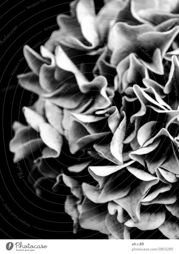 Flower in black and white, Hydrangea 2 Hydrangea blossom Black & white photo Plant Nature Blossoming Macro (Extreme close-up) Deserted Monochrome